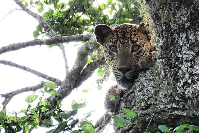 Yala National Park Safari | Jeep with Tickets - Pickup near Palatupana Park Gate