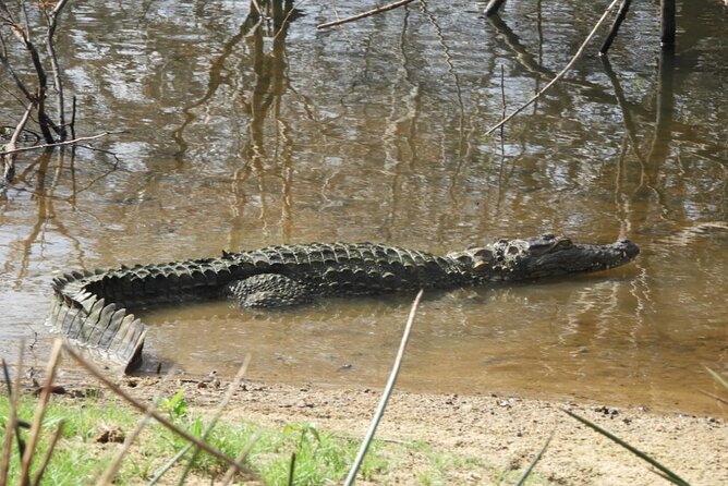 Yala National Park Safari | Jeep with Tickets - Is $104 a fair price?