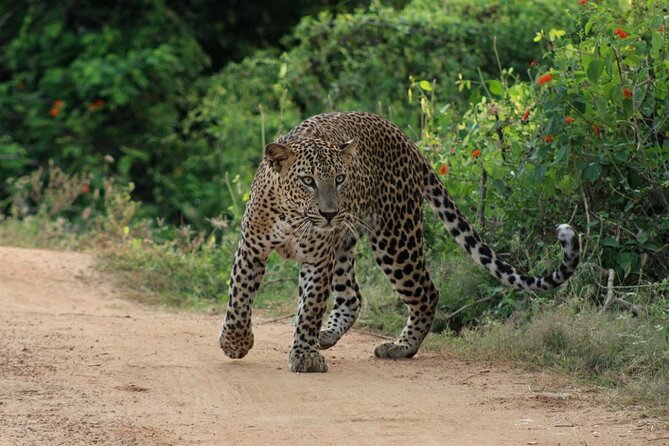 Yala National Park Safari | Jeep with Tickets - What is not promised