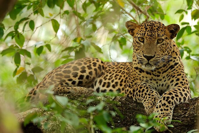 Yala National Park Safari | Jeep with Tickets - Who will get the most from this safari?