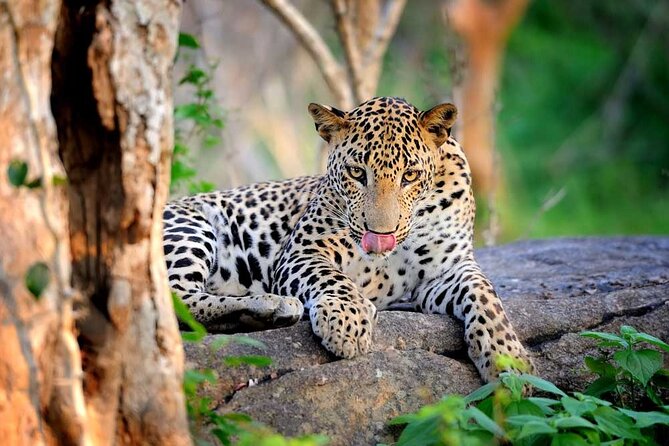 Yala National Park Safari | Jeep with Tickets - The wildlife: leopards, elephants, and smaller surprises