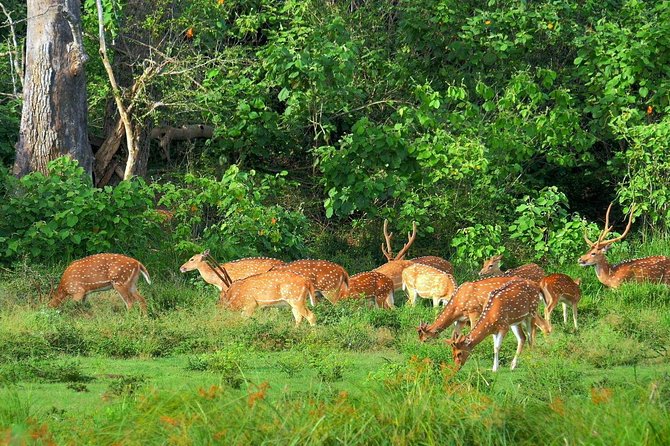Yala National Park Safari - Private Tour - Other animals give the safari its range