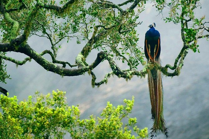 Yala National Park Safari - Private Tour - What the private format changes