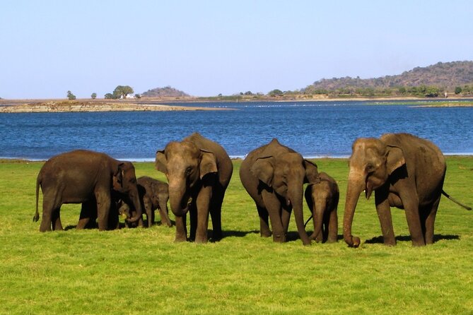 Yala National Park Safari - Private Tour - What is included for $108