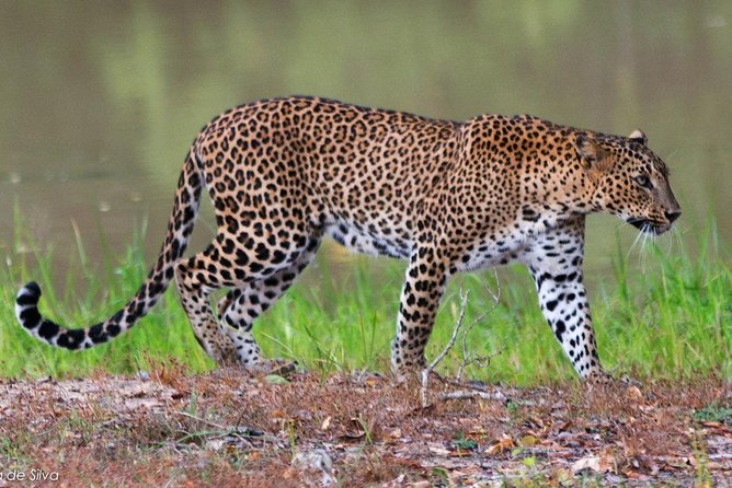Yala National Park Safari - Private Tour - Timing, comfort, and sensible preparation