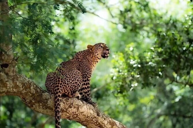 Yala National Park Safari : Special Guided Tour - What the Yala safari is really designed to do