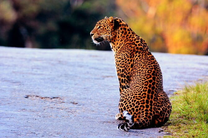 Yala National Park Safari : Special Guided Tour - The guide and driver can make or break the morning