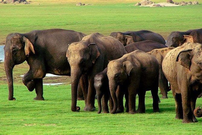 Yala National Park Safari : Special Guided Tour - Pickup, duration, and the small print that matters
