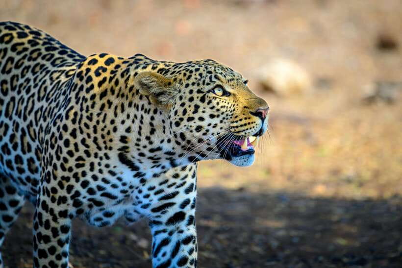 Yala National Park Safari Tour From Hambantota Port - Key points to know before booking