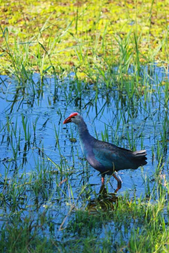 Yala National Park Safari Tour from Hambantota Port - FAQ