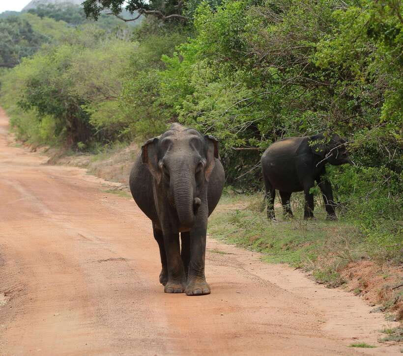Yala National Park Safari Tour From Hambantota Port - The long road from Hambantota Port to Yala