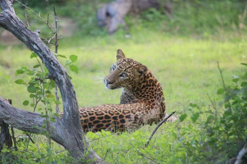 Yala National Park Safari Tour From Hambantota Port - Why the driver can shape the whole safari