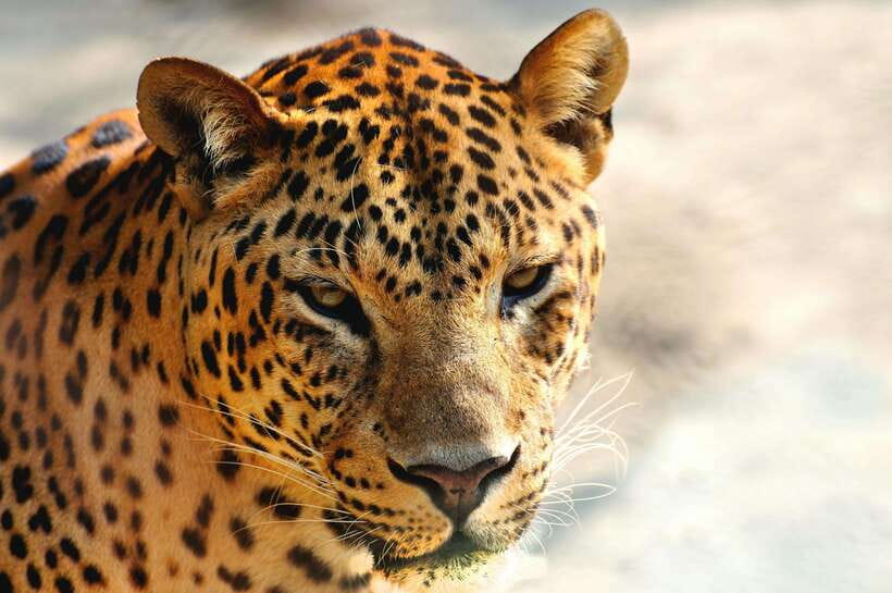 Yala National Park Safari Tour From Hambantota Port - The port delay problem and how to handle it