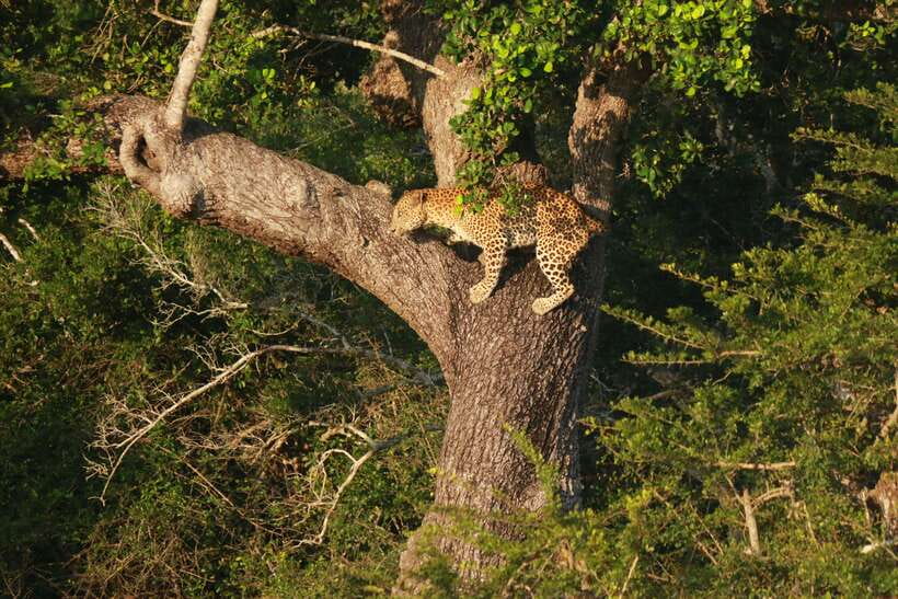 Yala National Park Safari Tour From Hambantota Port - Who will get the most from this outing?