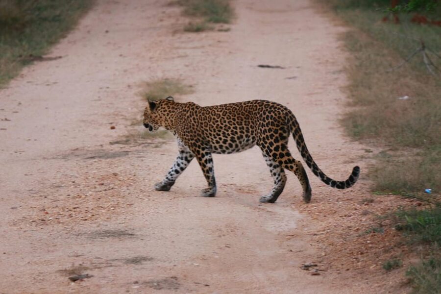Yala National Park Safari Tour From Hambantota Port - What the experience does well