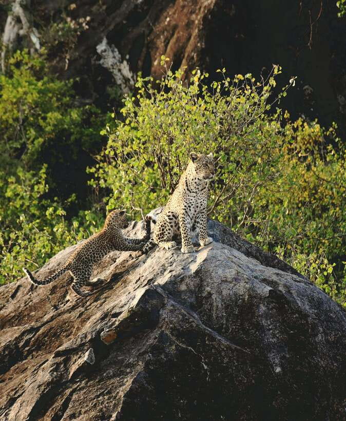 Yala National Park Safari Tour from Hambantota Port - Should You Book the Hambantota to Yala Safari?