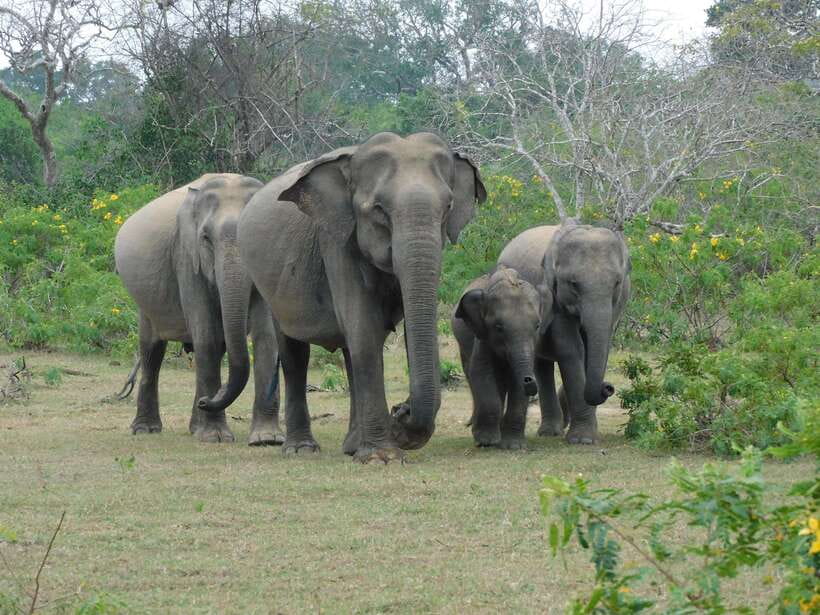 Yala National Park Safari Tour From Hambantota port - What the Yala safari route feels like