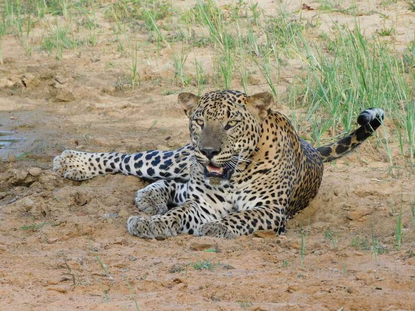 Yala National Park Safari Tours - Half Day & Full Day - What the Yala safari is really like