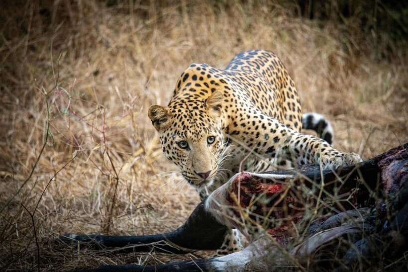 Yala National Park Safari Tours - Half Day & Full Day - Breakfast, lunch, drinks, and the safari jeep