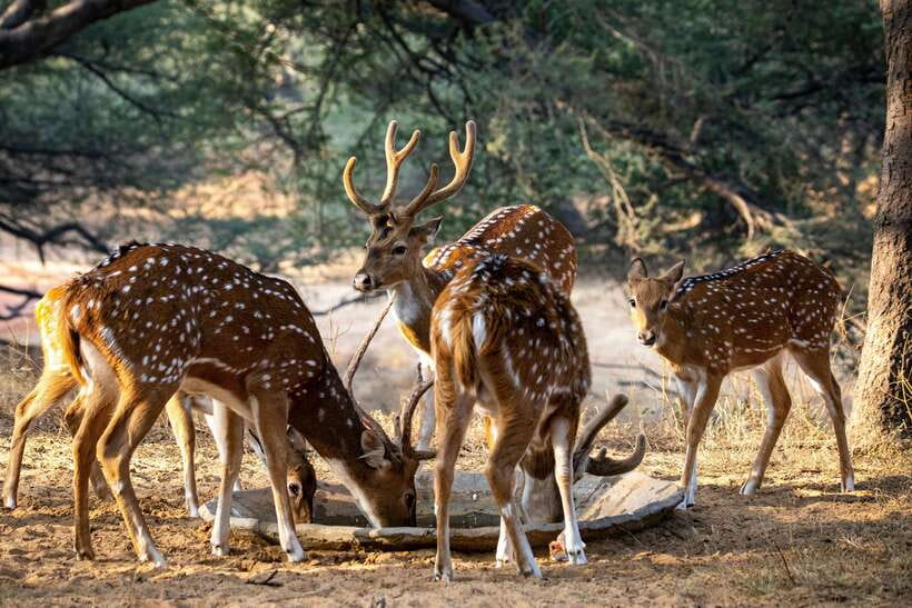 Yala National Park Safari Tours : Half Day & Full Day - The guide can shape your whole day