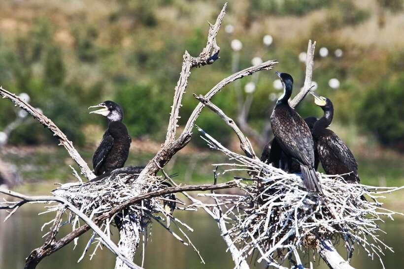 Yala National Park Safari Tours : Half Day & Full Day - What you may see during the drive
