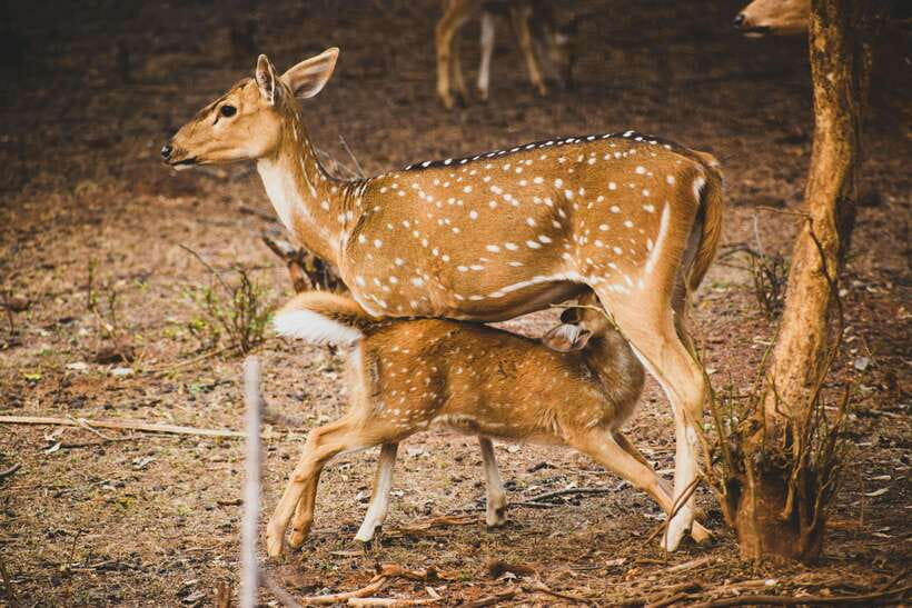 Yala National Park Safari Tours : Half Day & Full Day - Food, drinks, and the extra cost of entering Yala