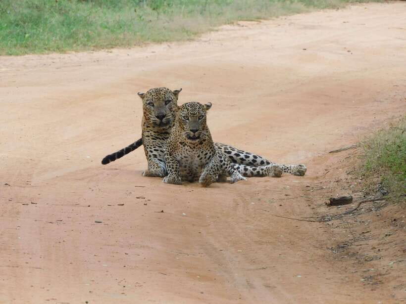 Yala National Park Safari Tours : Half Day & Full Day - Crowds can change the feel of the safari