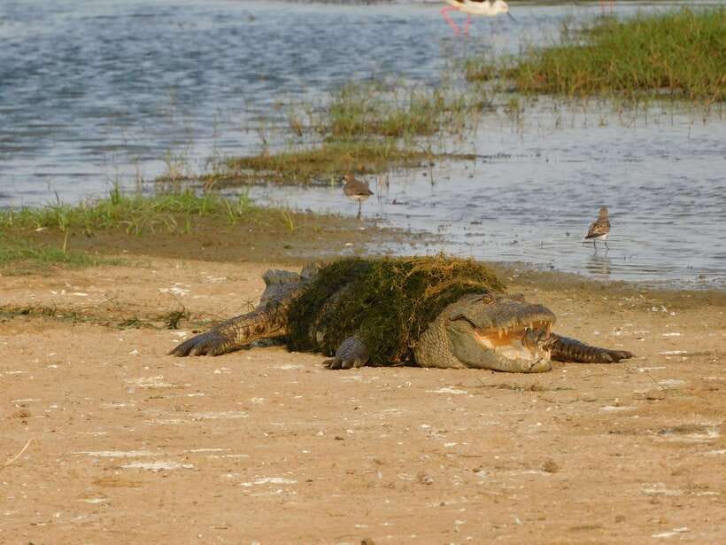 Yala National Park Safari Tours: Morning/Evening/Full Day - Who gets the best value from this safari?