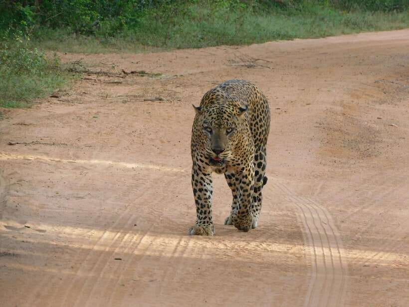 Yala National Park Safari Tours: Morning/Evening/Full Day - What kind of safari is this?