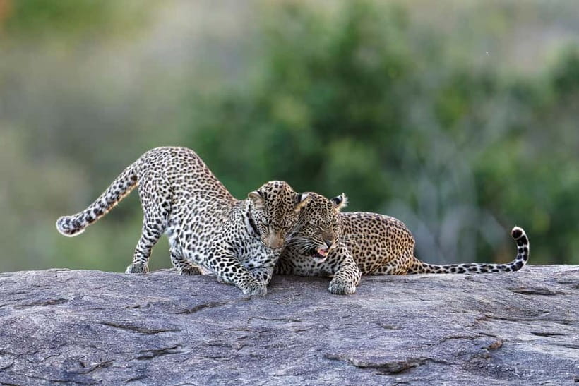 Yala National Park Safari Tours: Morning/Evening/Full Day - Entering Yala before the crowds build