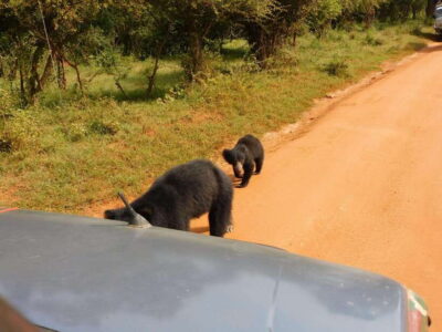 Yala National Park Safari Tours: Morning/Evening/Full Day