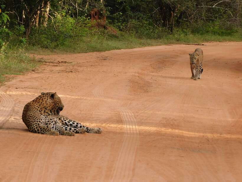 Yala National Park Safari Tours: Morning/Evening/Full Day - Inside the park: forests, grassland, and lagoons