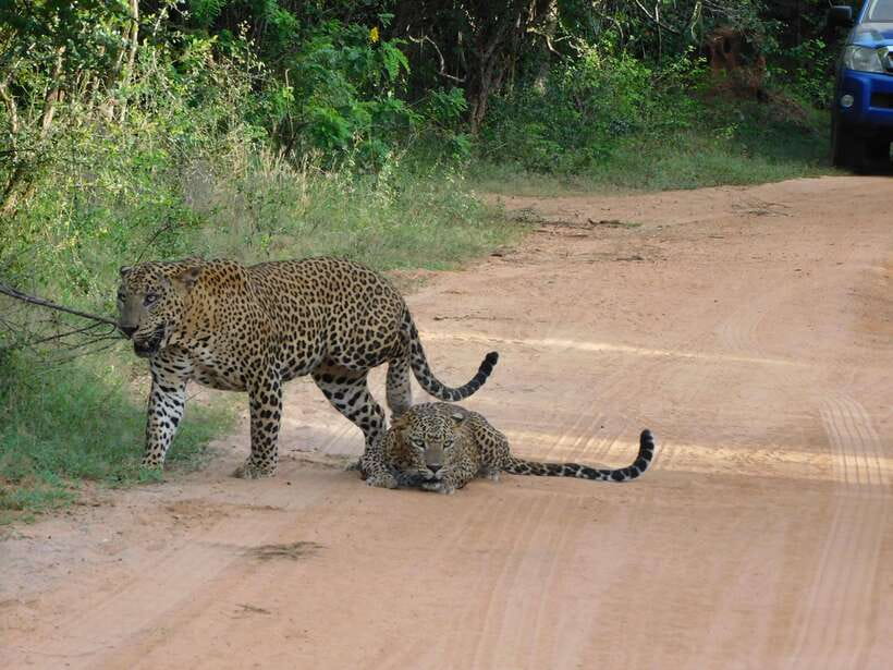 Yala National Park Safari Tours: Morning/Evening/Full Day - The leopard question: exciting, never guaranteed