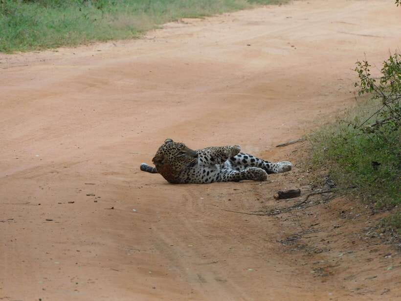 Yala National Park Safari Tours: Morning/Evening/Full Day - Elephants, crocodiles, birds, and the wider cast
