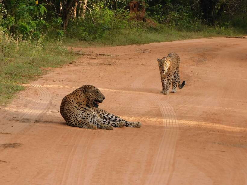 Yala National Park Safari Tours: Morning/Evening/Full Day - Breakfast by the lake and lunch by the sea