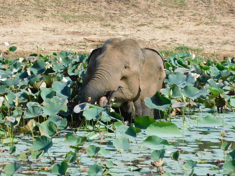 Yala National Park Safari Tours: Morning/Evening/Full Day - Comfort, driving, and the guide’s role