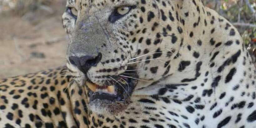 Yala National Park Sharing Safari (5 Hours) - Entering Yala in a 4WD jeep