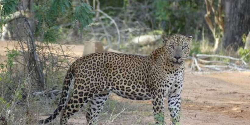 Yala National Park Sharing Safari (5 Hours) - The first two hours and the leopard search