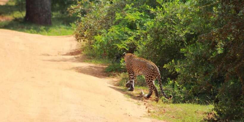 Yala National Park Sharing Safari (5 Hours) - Forest, scrub, grassland, and lagoon views