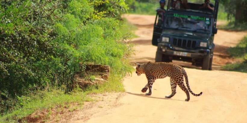 Yala National Park Sharing Safari (5 Hours) - What the $19 price really covers