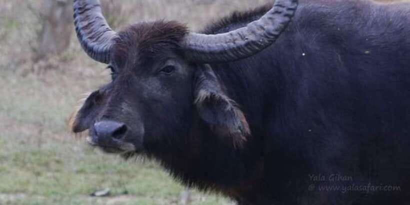 Yala National Park Sharing Safari (5 Hours) - Who will get the most from this safari