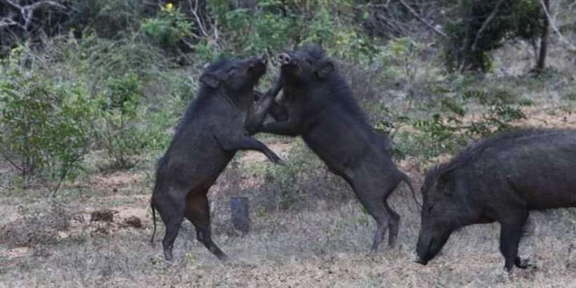 Yala National Park Sharing Safari (5 Hours) - Should you book Yala National Park Sharing Safari?