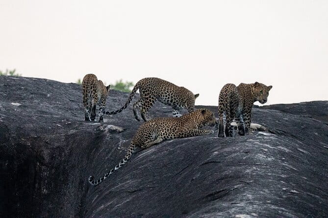 Yala National Park special Half-Day & Full-Day Safari Adventure - The safari details that matter most