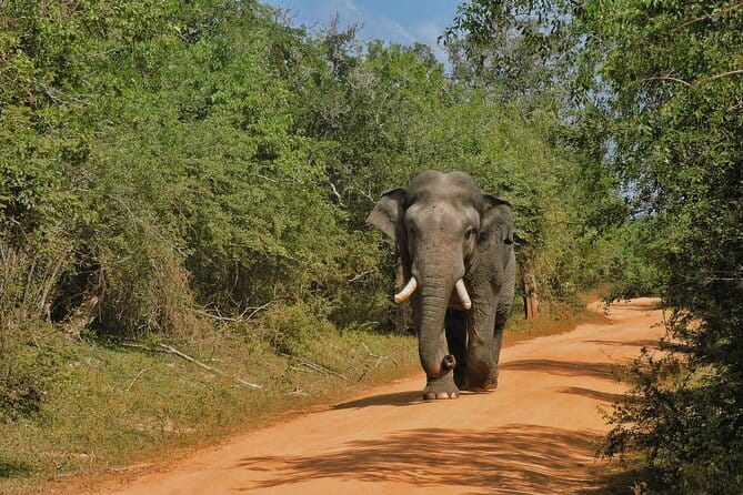 Yala National Park special Half-Day & Full-Day Safari Adventure - Why Yala is worth the early start