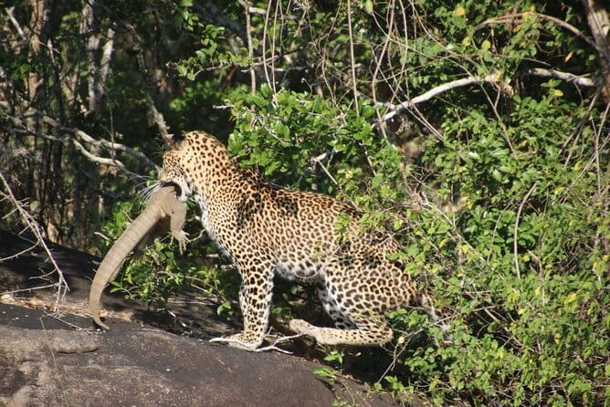 Yala National Park special Half-Day & Full-Day Safari Adventure - The guide makes the difference