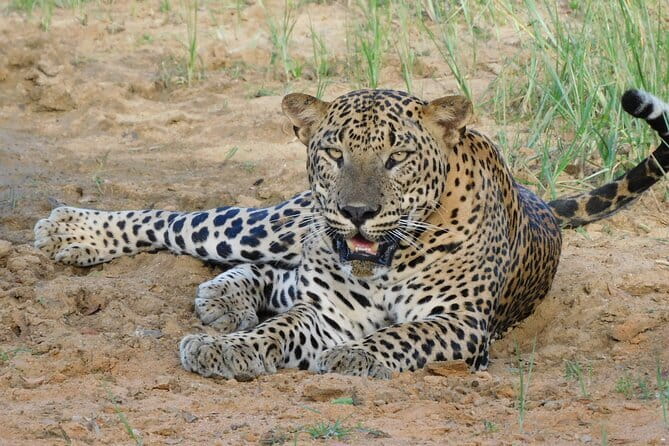 Yala National Park special Half-Day & Full-Day Safari Adventure - More than leopards: the park’s wider appeal
