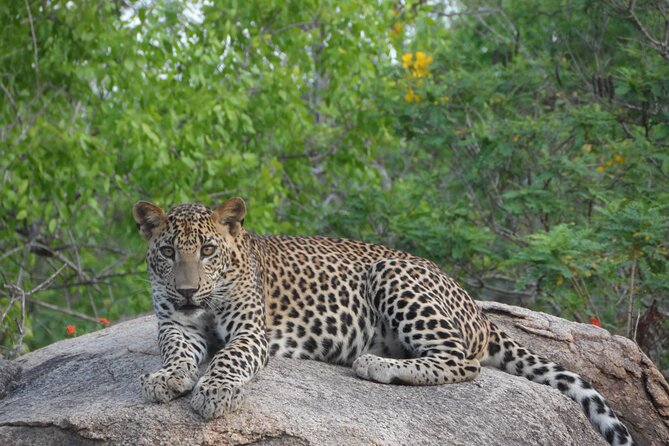 Yala National Park Special Leopard Safari Tour - Key points before you book