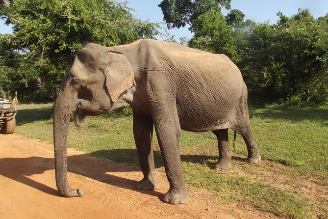 Yala National Park Special Leopard Safari Tour - A leopard-focused drive with room for surprises