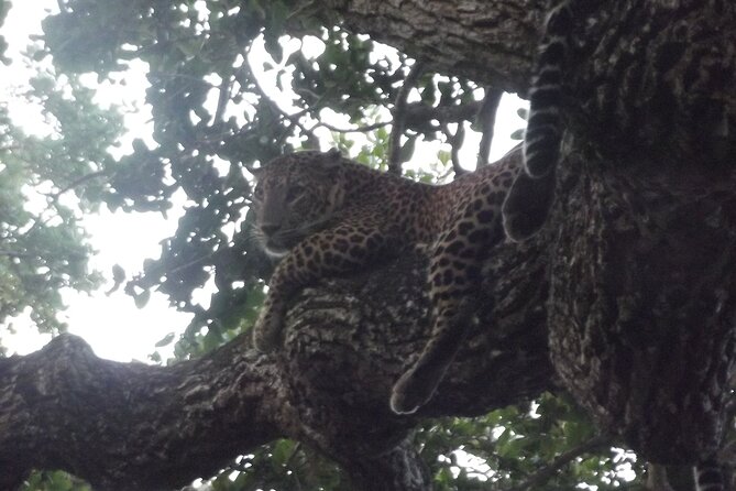 Yala National Park Special Leopard Safari Tour - The real price of this Yala safari