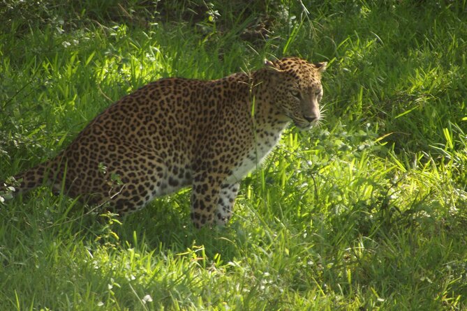 Yala National Park Special Leopard Safari Tour - Pickup, breakfast, and practical comfort